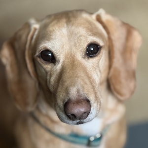 Fundraising Page: Gretchen Hary